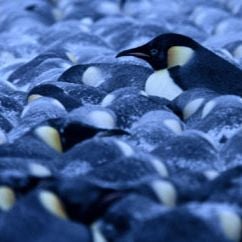 Foto A Marcha dos Pingüins