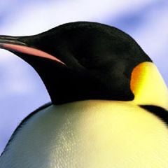 Foto A Marcha dos Pingüins