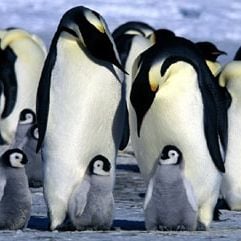Foto A Marcha dos Pingüins