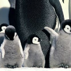 Foto A Marcha dos Pingüins