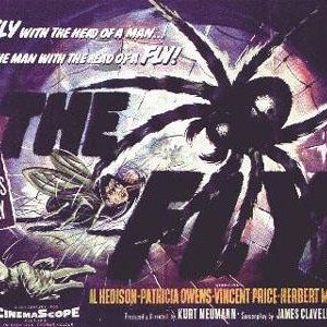 Foto A Mosca da Cabeça Branca