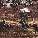 Foto Kagemusha, a Sombra do Samurai