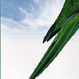 Foto Paulie - Um Papagaio Bom de Papo