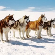 Foto Resgate Abaixo de Zero