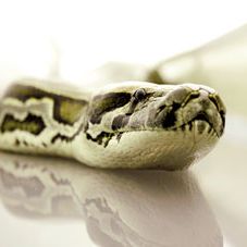 Foto Serpentes a Bordo