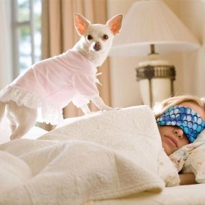 Foto Perdido pra Cachorro