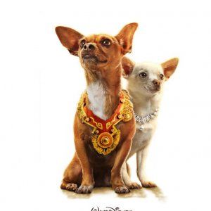 Foto Perdido pra Cachorro