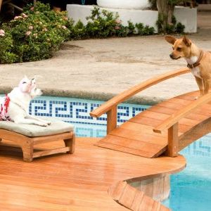 Foto Perdido pra Cachorro