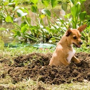 Foto Perdido pra Cachorro