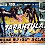 Foto Tarântula