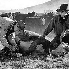 Foto Terra de Paixões