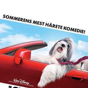 Foto Soltando os Cachorros