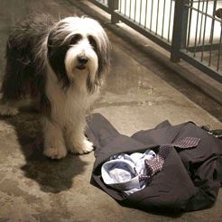 Foto Soltando os Cachorros