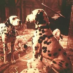 Foto Os 101 Dálmatas