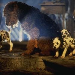 Foto Os 101 Dálmatas