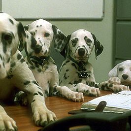 Foto Os 102 Dálmatas