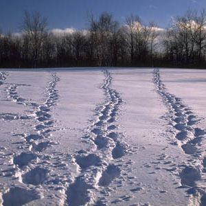 Foto Um Plano Simples