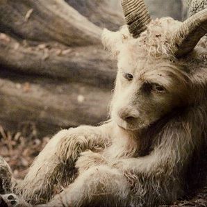 Foto Onde Vivem os Monstros