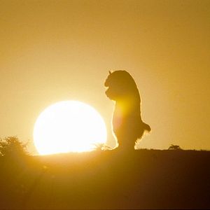 Foto Onde Vivem os Monstros