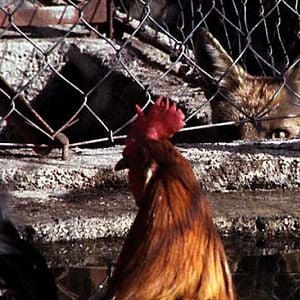 Foto Aquele Querido Mês de Agosto