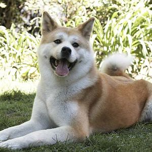 Foto Sempre ao Seu Lado