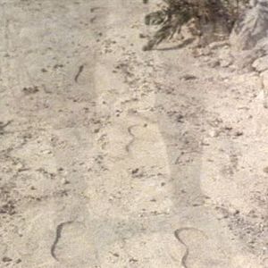 Foto Fúria de Titãs