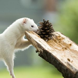 Foto Deu a Louca nos Bichos