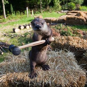 Foto Deu a Louca nos Bichos