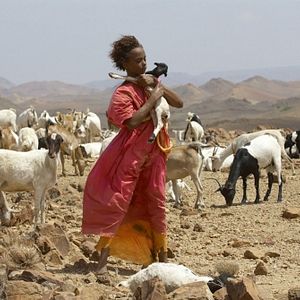 Foto Flor do Deserto