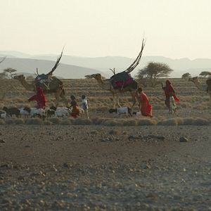 Foto Flor do Deserto