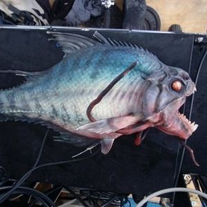 Foto Piranha 3D
