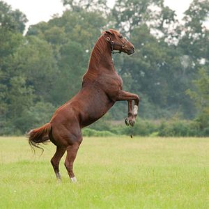 Foto Secretariat - Uma História Impossível