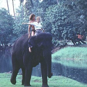 Foto George, o Rei da Floresta