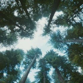 Foto A Árvore da Vida