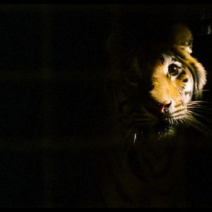 Foto Nas Garras do Tigre