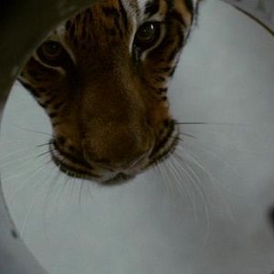 Foto Nas Garras do Tigre