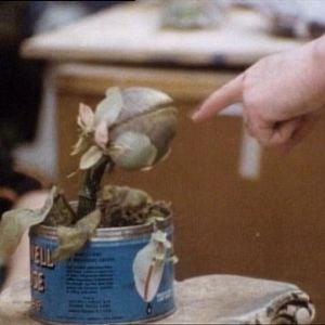 Foto A Pequena Loja dos Horrores