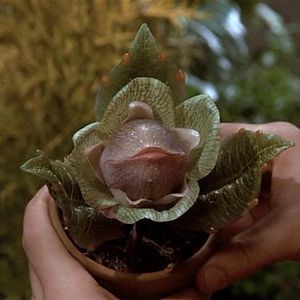 Foto A Pequena Loja dos Horrores