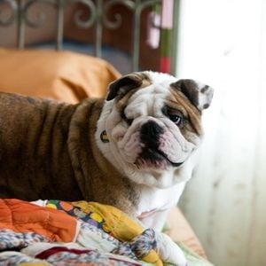 Foto Pronta para Amar