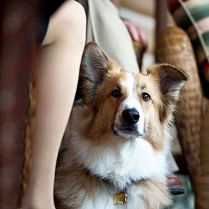 Foto Querido Companheiro