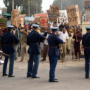 Foto Borboletas Negras
