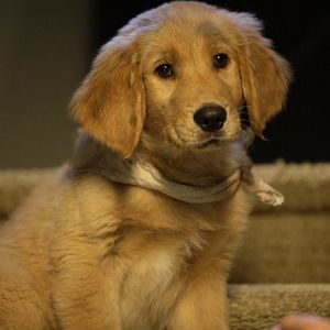 Foto Treasure Buddies: Caça ao Tesouro