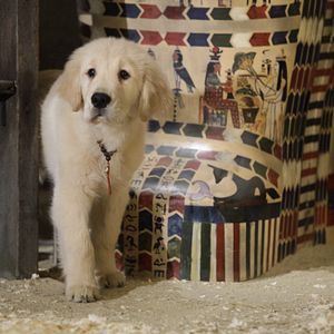 Foto Treasure Buddies: Caça ao Tesouro