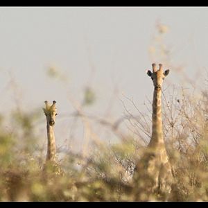 Foto Vivam os Antípodas!