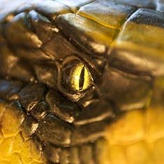 Foto Anaconda 2 - A Caçada pela Orquídea Sangrenta