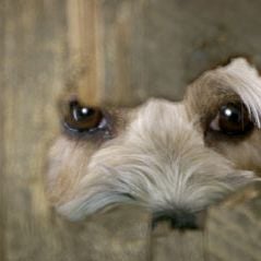 Foto Benji - Um Amigo Especial