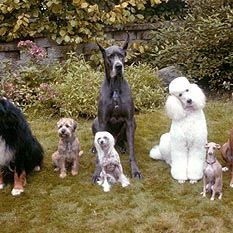 Foto Um Cão do Outro Mundo