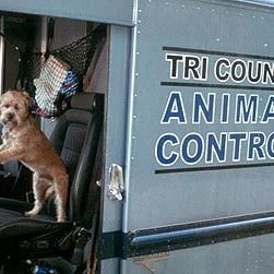 Foto Um Cão do Outro Mundo