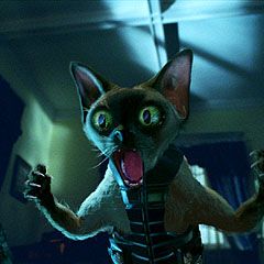 Foto Como Cães e Gatos