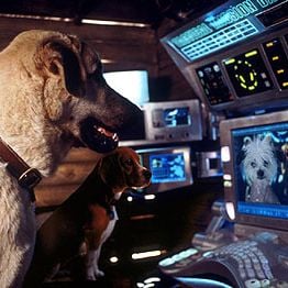 Foto Como Cães e Gatos